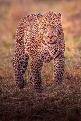 Leopard S NZ95987