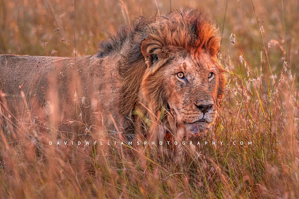 Lion S NZ95948
