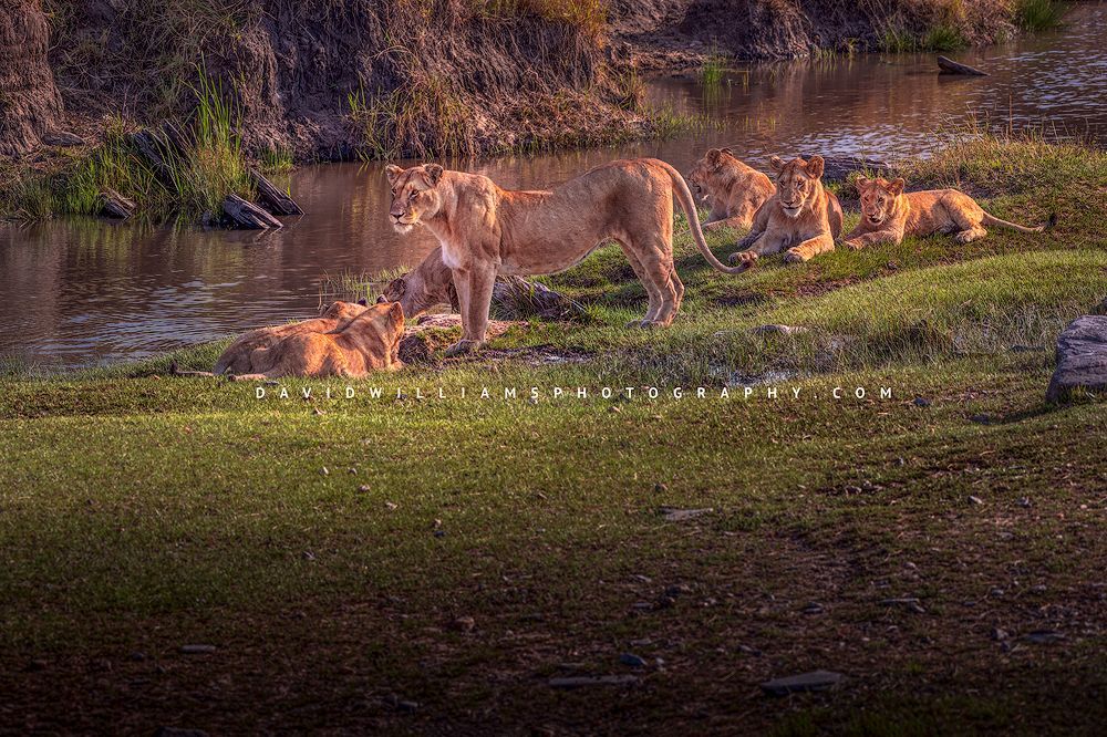 Lion GP NZ95704