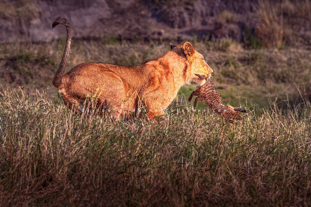 Lion S NZ95637