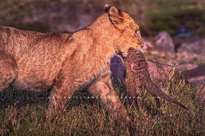 Lion S NZ95657