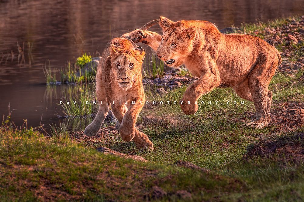 Lion GP NZ95698