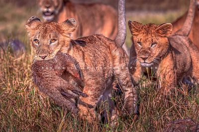 Lion GP NZ95645