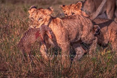 Lion GP NZ95647