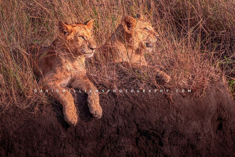 Lion GP NZ95599