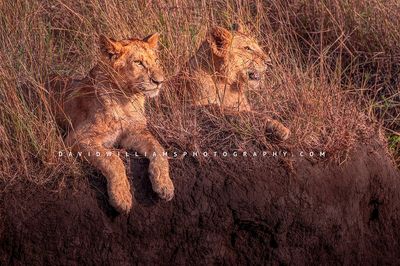 Lion GP NZ95599