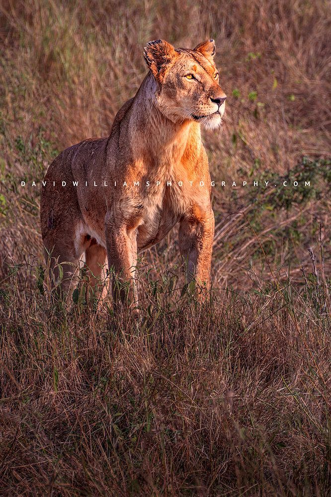 Lion S NZ95620