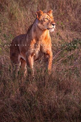 Lion S NZ95620