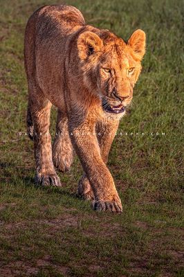 Lion S NZ95561