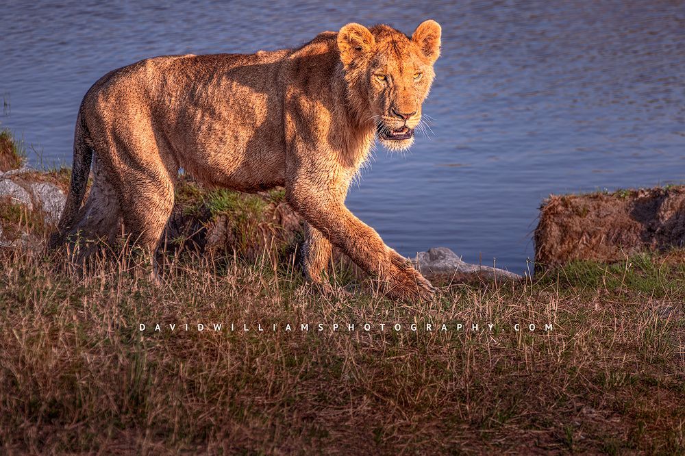 Lion S NZ95555
