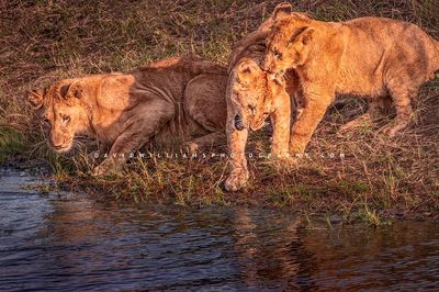 Lion GP NZ95444