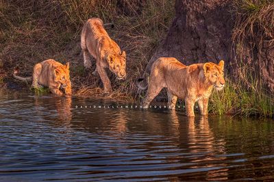 Lion GP NZ95501