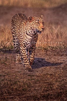 Leopard S NZ94698