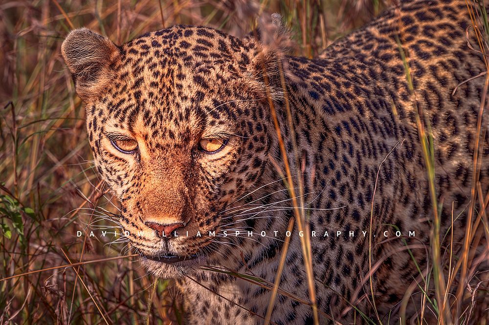 Leopard S NZ94659
