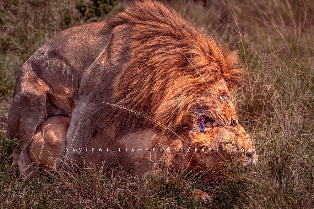 Lion GP NZ94477