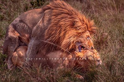 Lion GP NZ94477