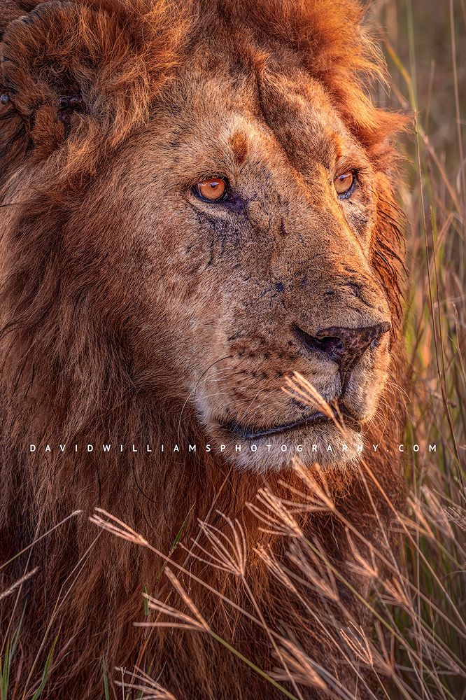 Lion S NZ94289