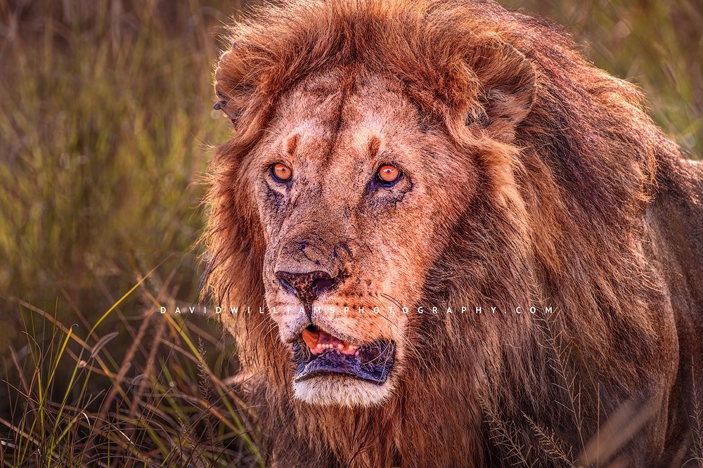 Lion S NZ94338