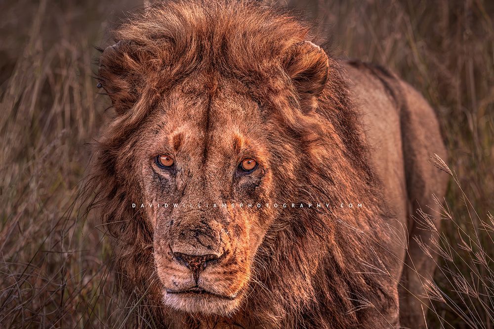 Lion S NZ94294
