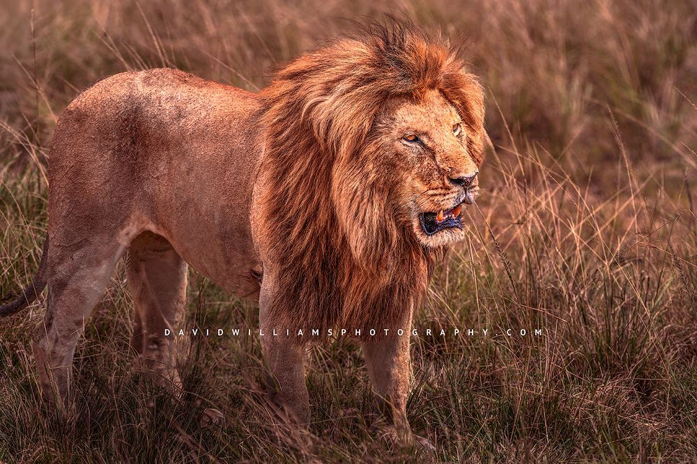 Lion S NZ94493