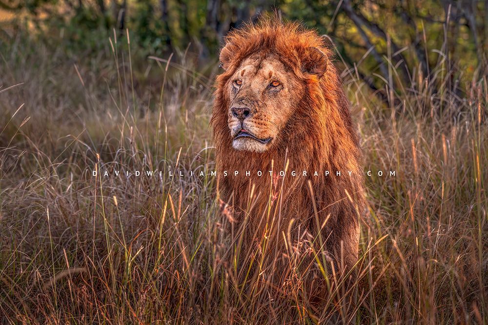 Lion S NZ94280
