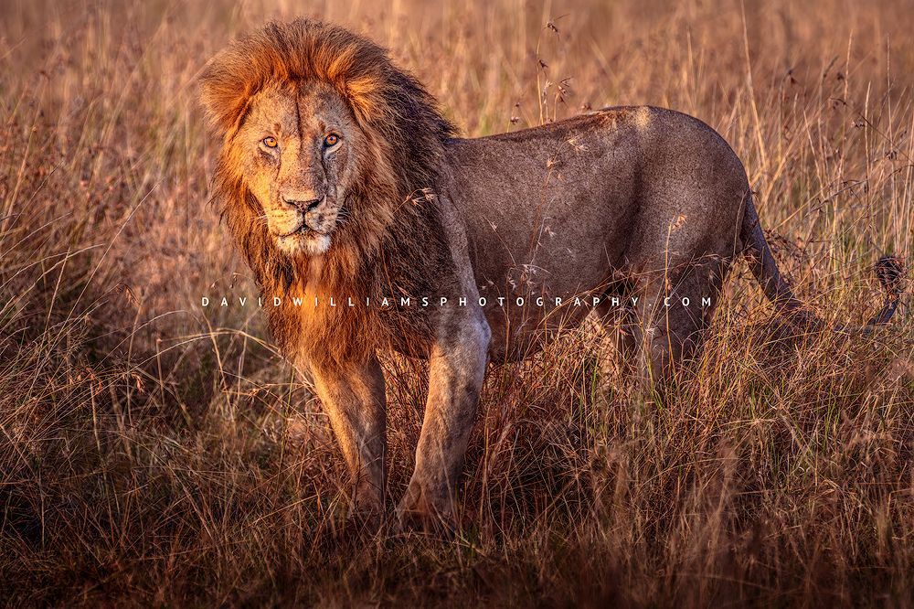 Lion S NZ94204