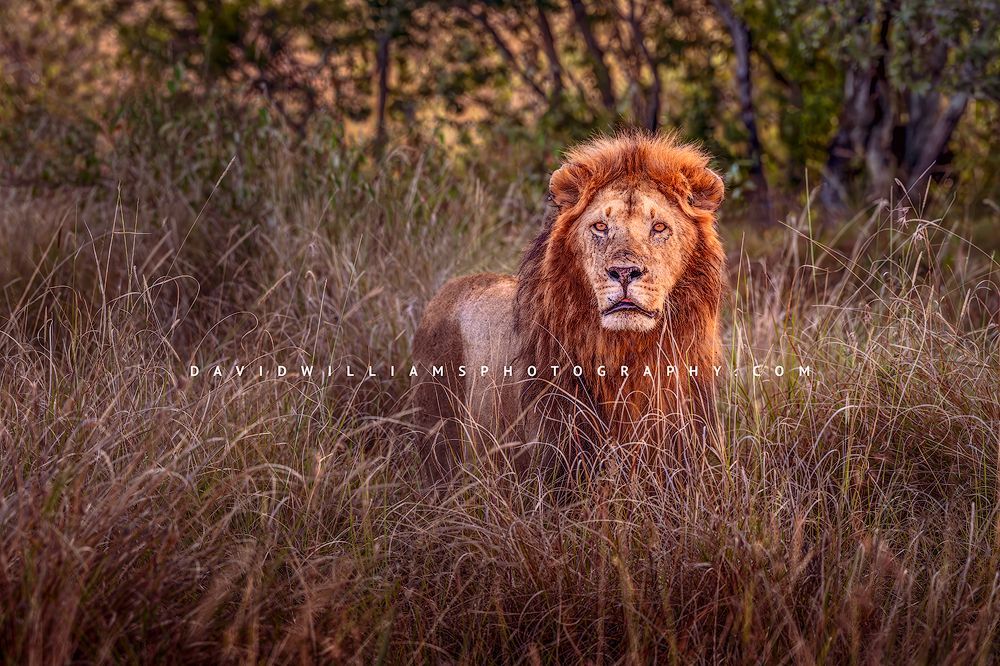 Lion S NZ94269