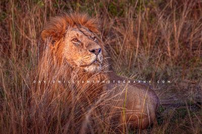 Lion S NZ94171