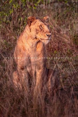 Lion S NZ94194