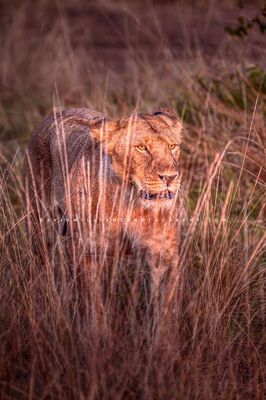 Lion S NZ94116