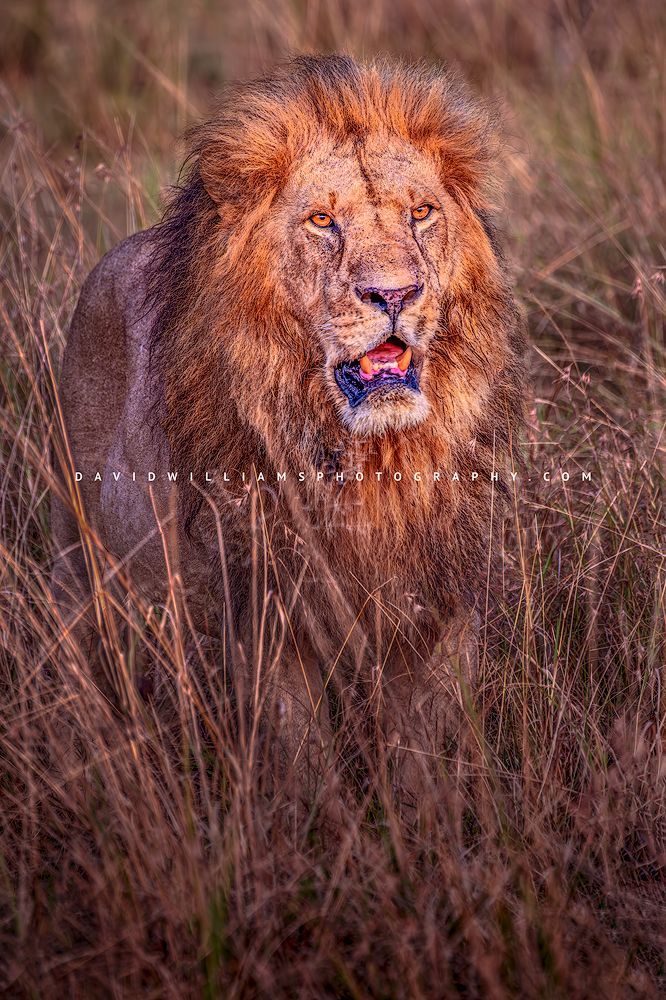 Lion S NZ94142