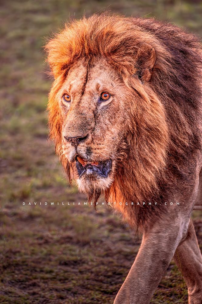 Lion S NZ94087