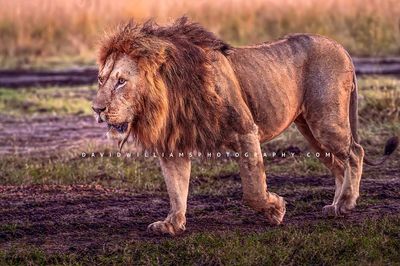 Lion S NZ93961