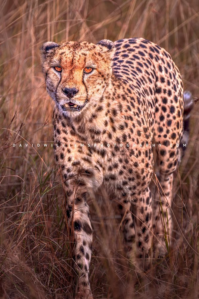 Cheetah S NZ93568