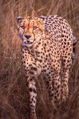 Cheetah S NZ93568