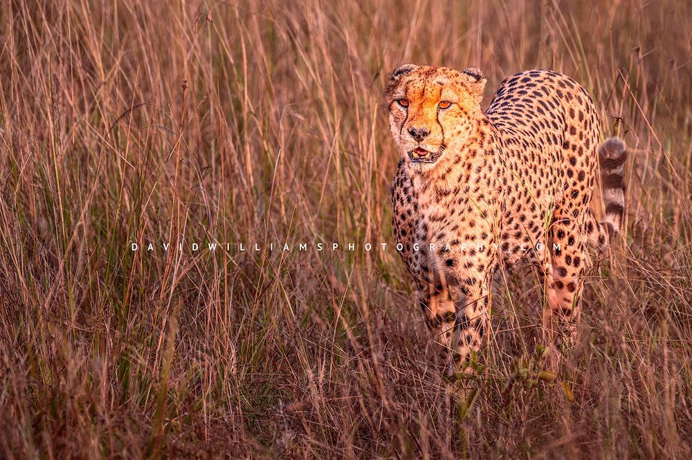 Cheetah S NZ93639