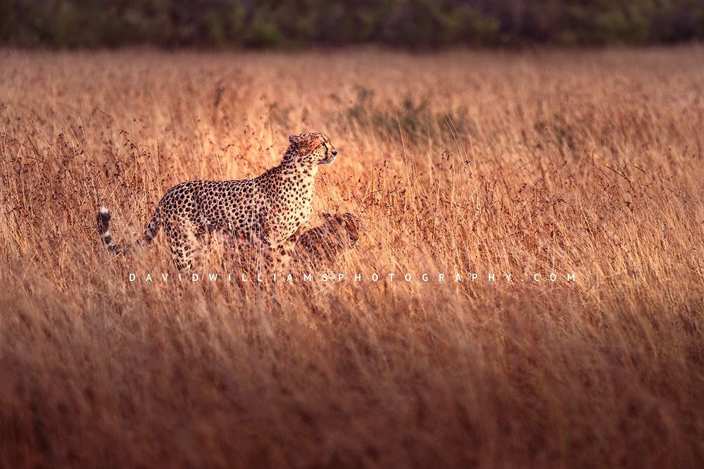 Cheetah GP NZ93512