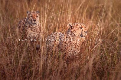 Cheetah GP NZ93544