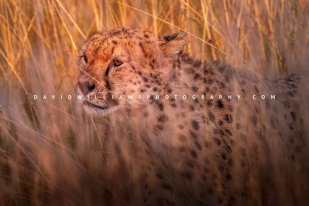 Cheetah S NZ93525