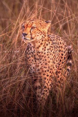 Cheetah S NZ93559
