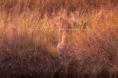 Leopard S NZ93416