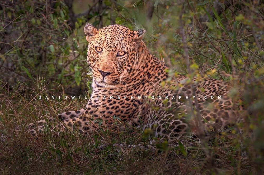 Leopard S NZ93359