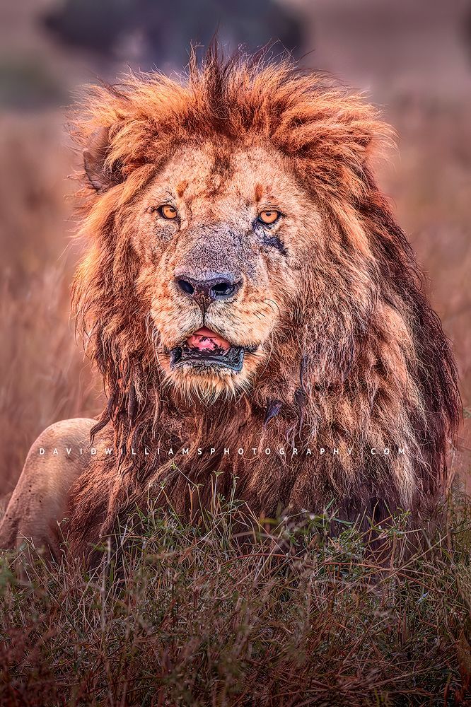 Lion S BKT0527B