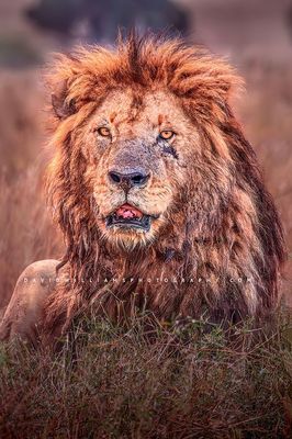 Lion S BKT0527B