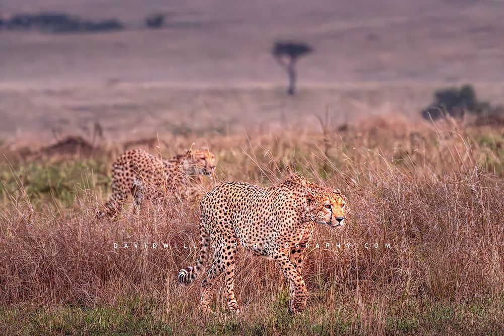Cheetah-GP_BKT7984