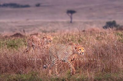 Cheetah-GP_BKT7984
