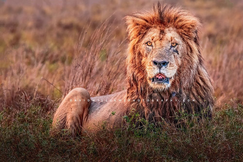 Lion-S_BKT0604