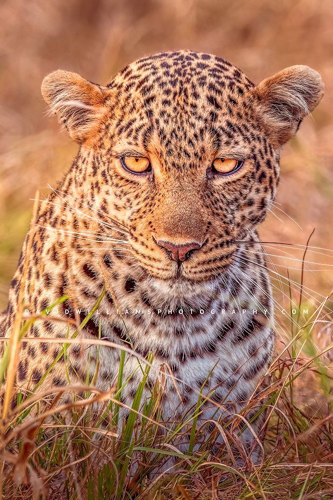 Leopard-S_BKT7883