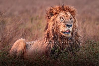 Lion-S_BKT0487