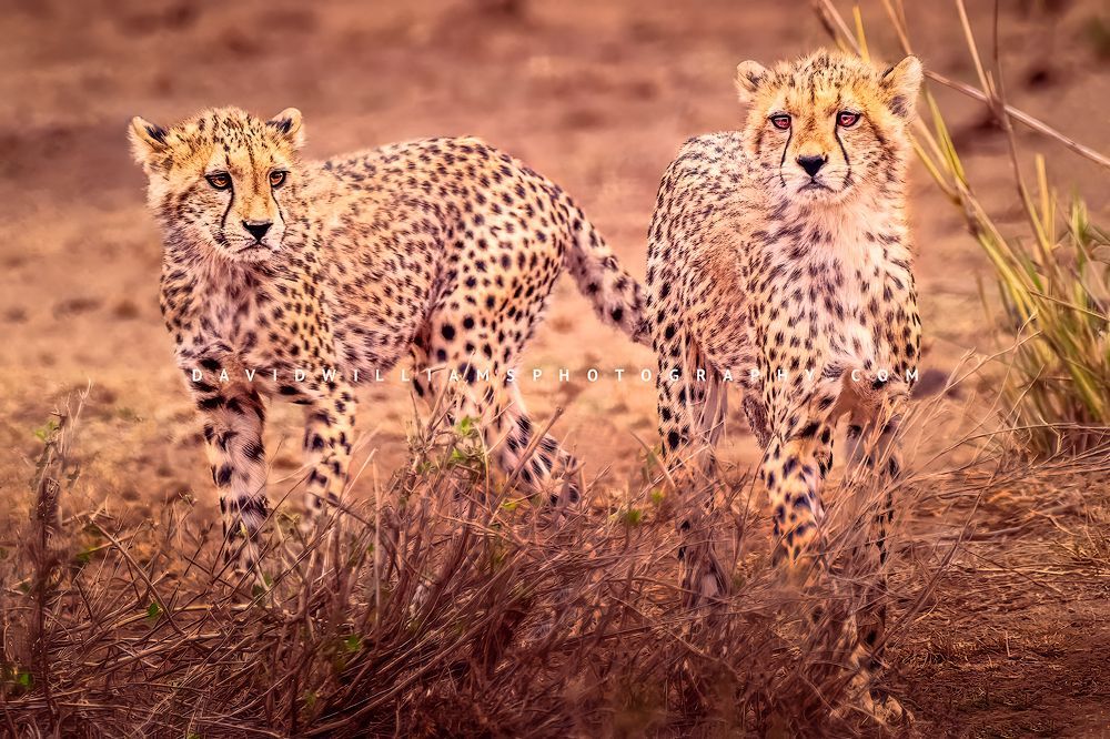 Cheetah-GP_NZ95392